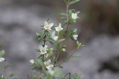 Philadelphus texensis