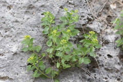 Perityle lindheimeri