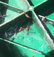 Hoplopholcus forskali