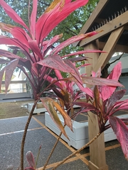 Cordyline fruticosa