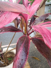 Cordyline fruticosa