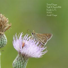 Hesperia attalus slossonae