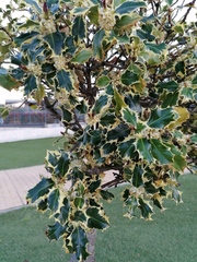 Ilex aquifolium
