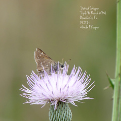 Hesperia attalus slossonae