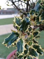 Ilex aquifolium