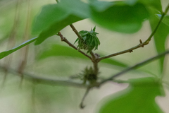 Dryocosmus floridensis