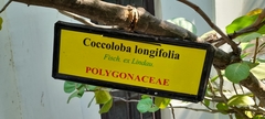 Coccoloba longifolia