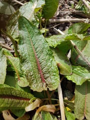 Rumex