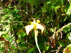 Hesperoxiphion peruvianum