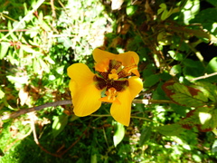 Hesperoxiphion peruvianum