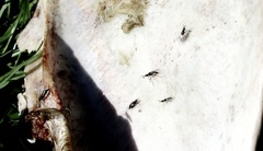 Prochyliza xanthostoma