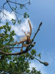 Pseudobombax grandiflorum