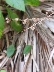 Ocyptamus antiphates