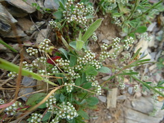 Corrigiola telephiifolia