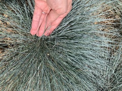 Festuca glauca