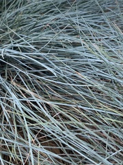 Festuca glauca
