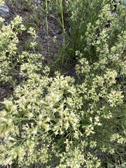 Baccharis flabellata