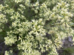 Baccharis flabellata