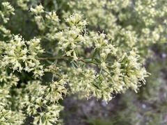 Baccharis flabellata