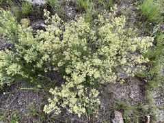Baccharis flabellata