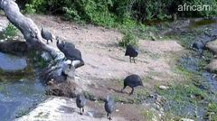 Numida meleagris mitratus