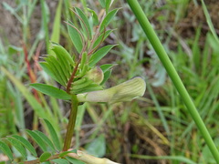 Vicia lutea