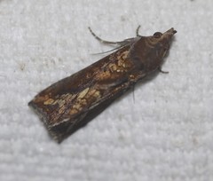 Plusiodonta arctipennis