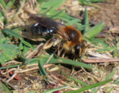 Andrena perplexa