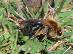 Andrena perplexa