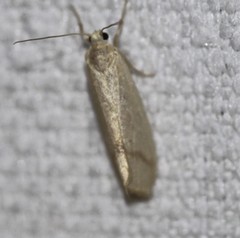 Notata modicus