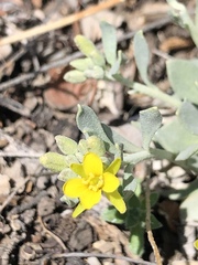 Physaria bellii