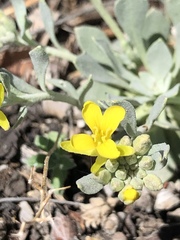 Physaria bellii