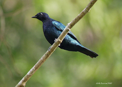 Purple-Throated Cuckooshrike photo 2