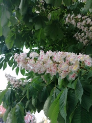 Aesculus hippocastanum