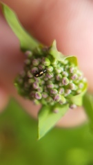 Phyllotreta variipennis