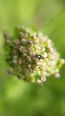 Phyllotreta variipennis