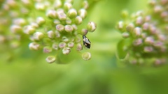 Phyllotreta variipennis