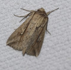 Mythimna decisissima