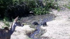 Numida meleagris mitratus