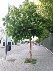 Aesculus hippocastanum