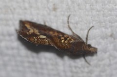 Plusiodonta arctipennis