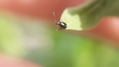 Phyllotreta variipennis