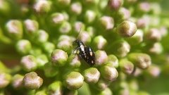 Phyllotreta variipennis