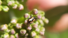 Phyllotreta variipennis