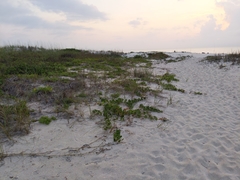 Dalbergia ecastaphyllum