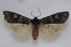 Lithophane dilatocula
