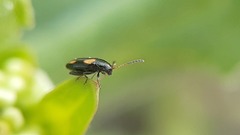 Phyllotreta variipennis