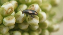 Phyllotreta variipennis