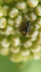 Phyllotreta variipennis