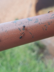 Opisthopsis haddoni rufoniger